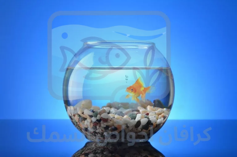 اسعار احواض السمك في سوق الجمعة